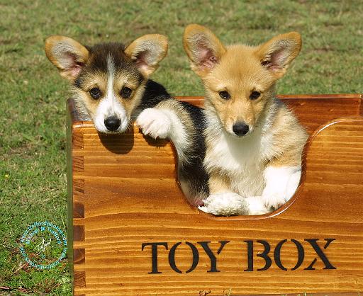Welsh Corgi Pembroke 9K025D-23.JPG